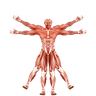 Dr. Muscle logo